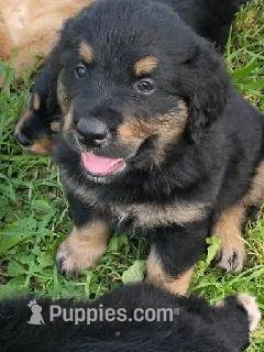 Tri Golden Mountain – Bernese Mountain Dog, Golden Retriever puppy on hold in Rubicon, WI