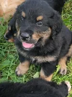 Tri Golden Mountain, a male Bernese Mountain Dog and Golden Retriever for sale in Rubicon, WI – 1 of 2