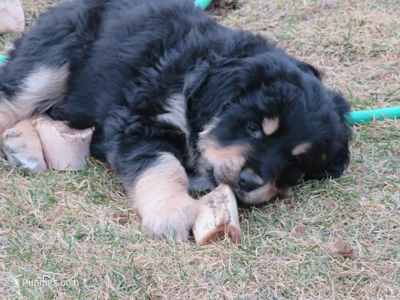 Tri Female – Golden Mountain Dog puppy on hold in Rubicon, WI