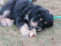Tri Female, a female Golden Mountain Dog for sale in Rubicon, WI – 1 of 2