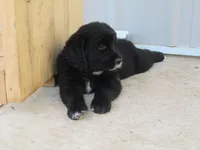 Black Golden, a female Golden Retriever for sale in Rubicon, WI – 3 of 4