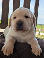 Yellow Male #1, a male Labrador Retriever for sale in Martinsville, MO – 7 of 7