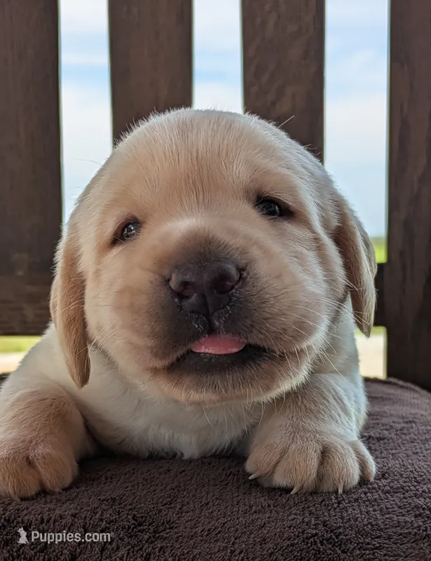 Yellow Male #1 – Labrador Retriever puppy for sale in Martinsville, MO