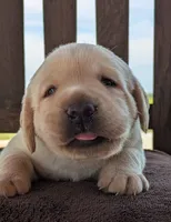 Yellow Male #1, a male Labrador Retriever for sale in Martinsville, MO – 1 of 7