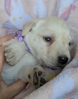 Female #2, a male Labrador Retriever for sale in Martinsville, MO – 3 of 3