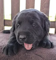 Black Male, a male Labrador Retriever for sale in Martinsville, MO – 4 of 10