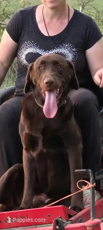Benji  – Labrador Retriever puppy for sale in Martinsville, MO