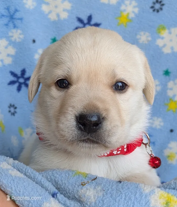 Male #4 – Labrador Retriever puppy for sale in Martinsville, MO