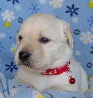 Male #4, a male Labrador Retriever for sale in Martinsville, MO – 2 of 9
