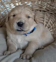 Male #1, a male Golden Retriever for sale in Martinsville, MO – Photo 2 of 5