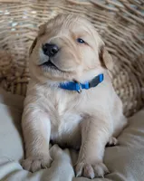 Male #1, a male Golden Retriever for sale in Martinsville, MO – Photo 4 of 5