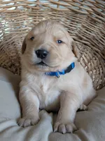 Male #1, a male Golden Retriever for sale in Martinsville, MO – Photo 5 of 5