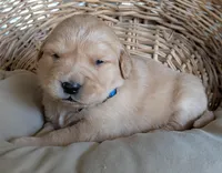 Male #1, a male Golden Retriever for sale in Martinsville, MO – Photo 3 of 5