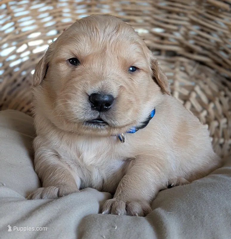 Male #1 – Golden Retriever puppy for sale in Martinsville, MO