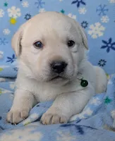 Male #2, a male Labrador Retriever for sale in Martinsville, MO – 6 of 6