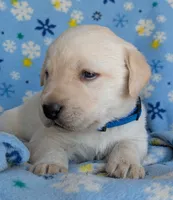 Male #1, a male Labrador Retriever for sale in Martinsville, MO – 3 of 4
