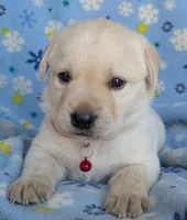 Male #4, a male Labrador Retriever for sale in Martinsville, MO – 6 of 9