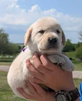 Yellow Girl, a female Labrador Retriever for sale in Martinsville, MO – 2 of 7