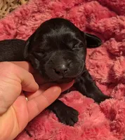 Black Female, a female Labrador Retriever for sale in Martinsville, MO – Photo 5 of 9