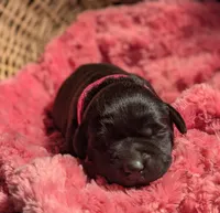 Black Female, a female Labrador Retriever for sale in Martinsville, MO – Photo 6 of 9