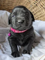 Black Female, a female Labrador Retriever for sale in Martinsville, MO – Photo 3 of 9