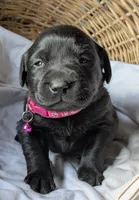 Black Female, a female Labrador Retriever for sale in Martinsville, MO – Photo 4 of 9