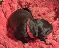 Black Female, a female Labrador Retriever for sale in Martinsville, MO – Photo 8 of 9