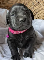 Black Female, a female Labrador Retriever for sale in Martinsville, MO – Photo 1 of 9