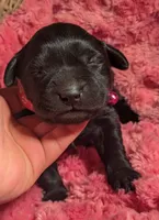 Black Female, a female Labrador Retriever for sale in Martinsville, MO – Photo 7 of 9