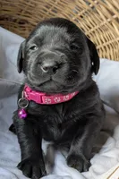 Black Female, a female Labrador Retriever for sale in Martinsville, MO – Photo 2 of 9