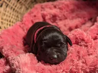 Black Female, a female Labrador Retriever for sale in Martinsville, MO – Photo 9 of 9