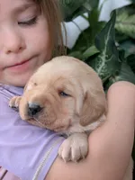 Yellow Female #2, a female Labrador Retriever for sale in Martinsville, MO – Photo 4 of 7