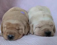 Yellow Female #2, a female Labrador Retriever for sale in Martinsville, MO – Photo 6 of 7