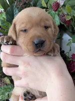 Yellow Female #2, a female Labrador Retriever for sale in Martinsville, MO – Photo 7 of 7