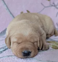 Yellow Female #2, a female Labrador Retriever for sale in Martinsville, MO – Photo 3 of 7