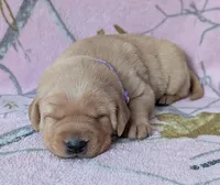 Yellow Female #2, a female Labrador Retriever for sale in Martinsville, MO – Photo 2 of 7