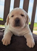 Yellow Male #1, a male Labrador Retriever for sale in Martinsville, MO – 2 of 7