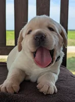 Yellow Male #1, a male Labrador Retriever for sale in Martinsville, MO – 4 of 7