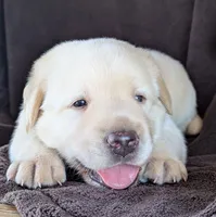 Yellow Male #2, a male Labrador Retriever for sale in Martinsville, MO – 4 of 5