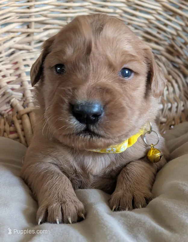 Male #4 – Golden Retriever puppy for sale in Martinsville, MO