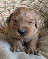 Male #4, a male Golden Retriever for sale in Martinsville, MO – Photo 3 of 5