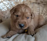 Male #4, a male Golden Retriever for sale in Martinsville, MO – Photo 2 of 5