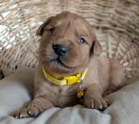 Male #4, a male Golden Retriever for sale in Martinsville, MO – Photo 4 of 5