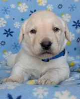 Male #1, a male Labrador Retriever for sale in Martinsville, MO – 2 of 4