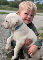 Male #3, a male Labrador Retriever for sale in Martinsville, MO – 2 of 10