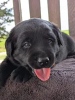 Black Male, a male Labrador Retriever for sale in Martinsville, MO – 10 of 10
