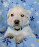 Male #3, a male Labrador Retriever for sale in Martinsville, MO – 2 of 5