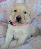 Female #3, a male Labrador Retriever for sale in Martinsville, MO – 3 of 4