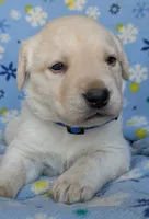 Male #1, a male Labrador Retriever for sale in Martinsville, MO – 4 of 4