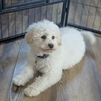 White Male #1, a male Poochon for sale in Martinsville, MO – Photo 10 of 10